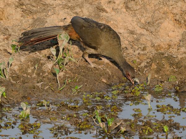 Chacochachalaca (Ortalis canicollis)